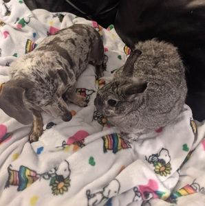 Meet your Posher, Missy